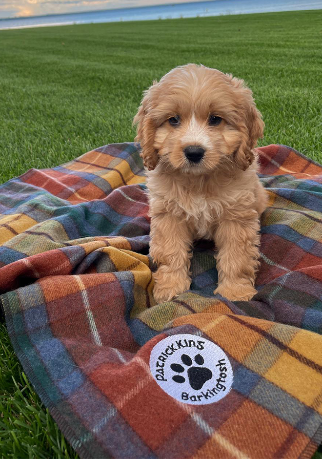 Traditional Tartans