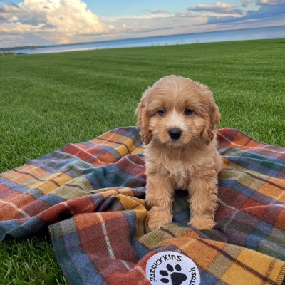 Barkingtosh pet tartan blankets Antique Buchanan Tartan Dog Blanket Small/Med
