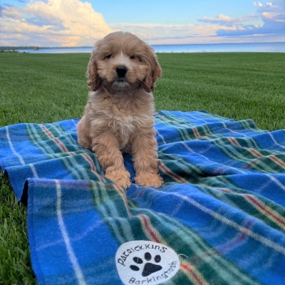 Barkingtosh pet tartan blankets Nova Scotia Tartan Dog Blanket Small/Med